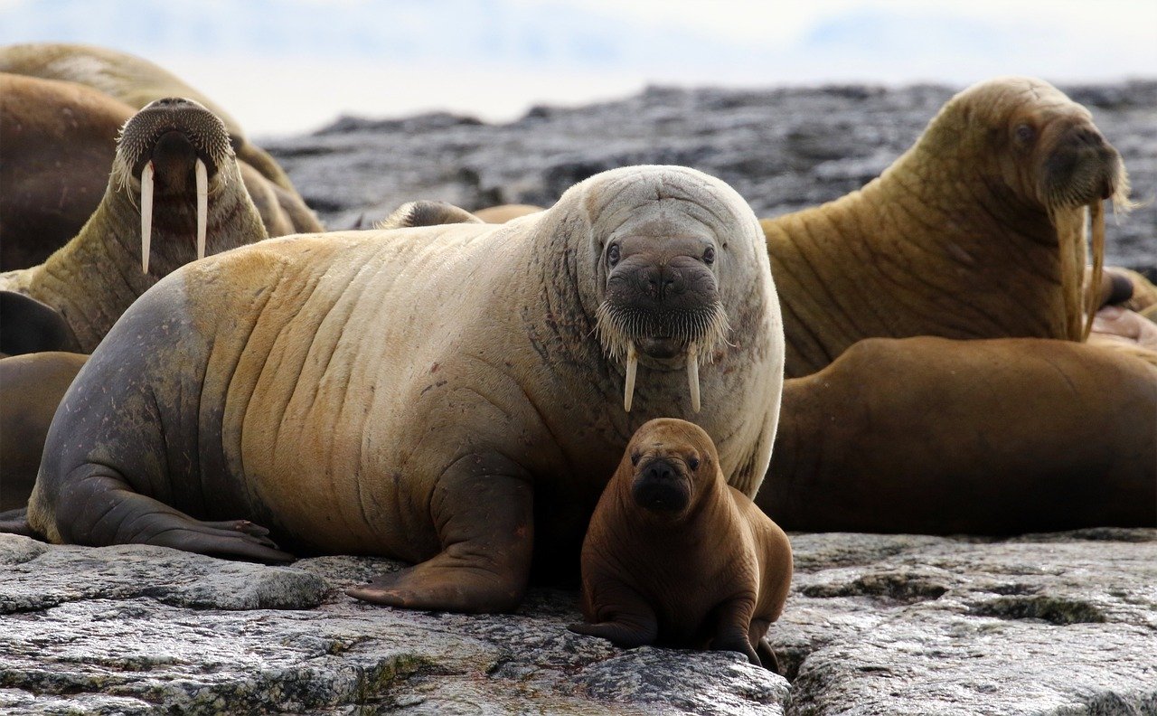 Saving Marine Life with Oceanic Green Energy Solutions